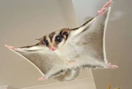 Sugar gliders diet in captivity discount