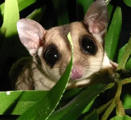 sugar glider origin