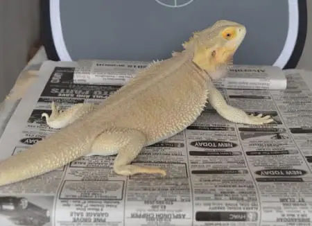 witblit bearded dragon for sale
