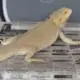 witblit bearded dragon for sale