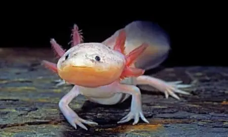 Axolotl Breeders near me