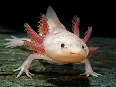 Axolotl for sale online
