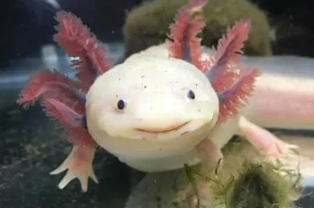 Axolotl for sale near me
