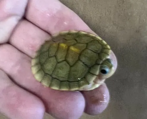caramel albino slider turtle for sale