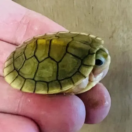 albino slider turtle