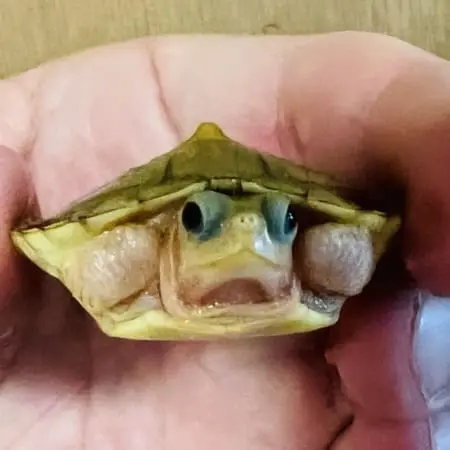 baby albino slider turtle