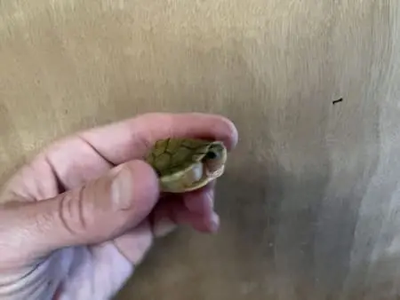baby slider turtle for sale