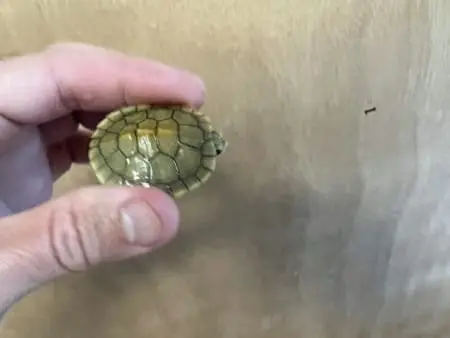 albino slider turtles