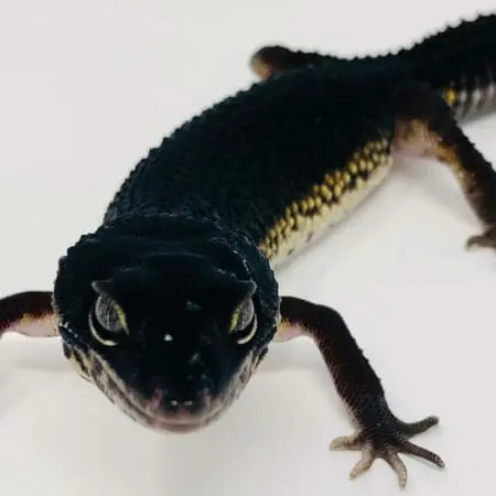 leopard gecko breeders