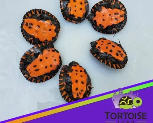 baby turtles for sale