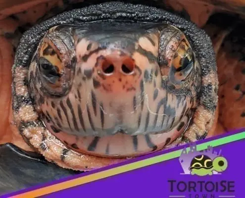 Kwangtung River Turtle