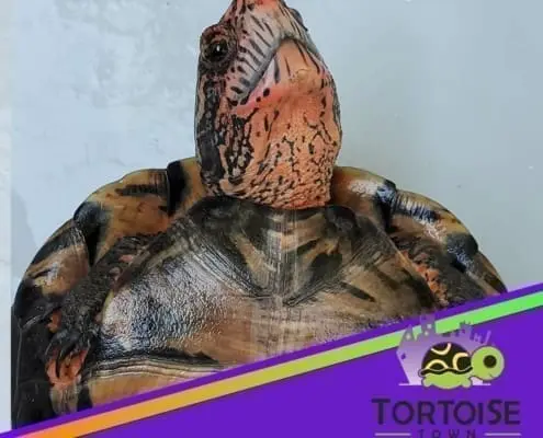 kwangtung river turtle