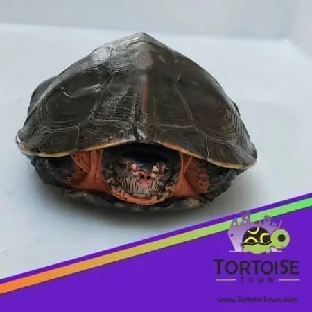 kwangtung river turtles for sale