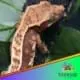 harlequin crested gecko