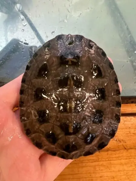 geoffrey's sideneck turtle for sale