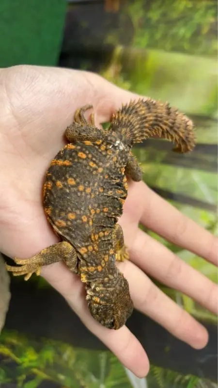 red uromastyx