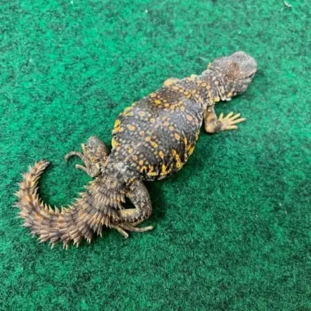 red uromastyx