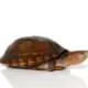 Red cheeked mud turtle for sale