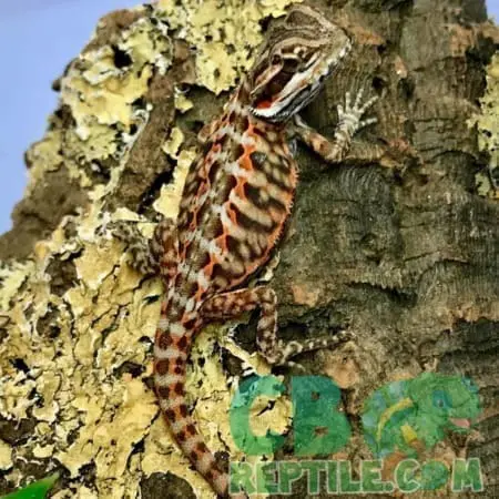 bearded dragon lifespan bearded dragon lifespan