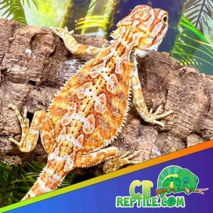 bearded dragon temperature