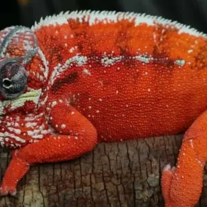 live chameleon for sale