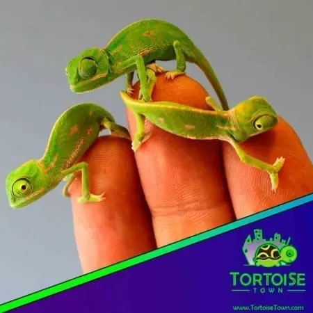 baby veiled chameleon