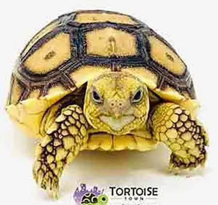 large tortoises for sale