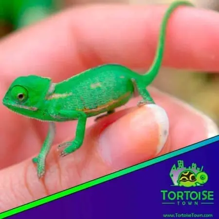veiled chameleon babies
