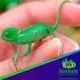 veiled chameleon babies