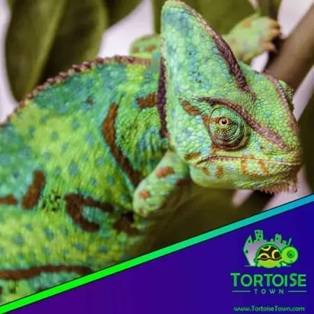 veiled chameleon for sale