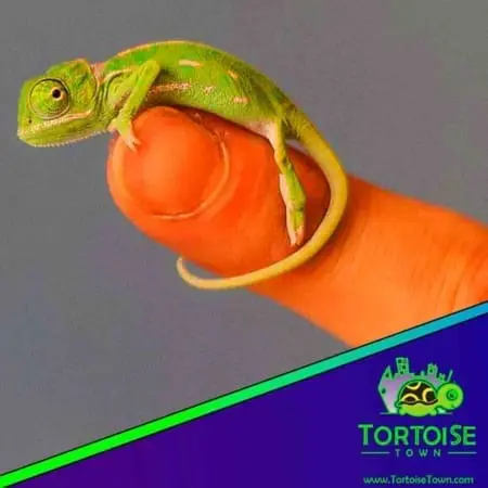 veiled chameleon near me