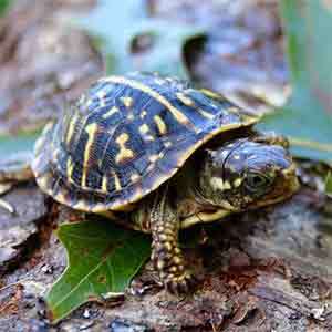 box turtle for sale