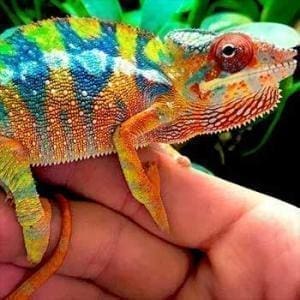 chameleons for sale