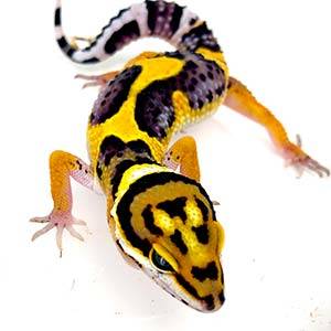 geckos for sale