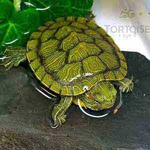 turtes for sale