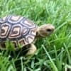 leopard tortoise for sale