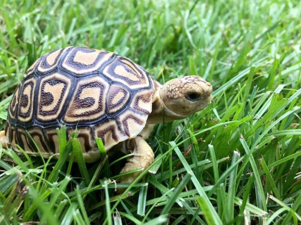 Ivory leopard tortoise for sales sale