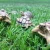 leopard tortoise for sale