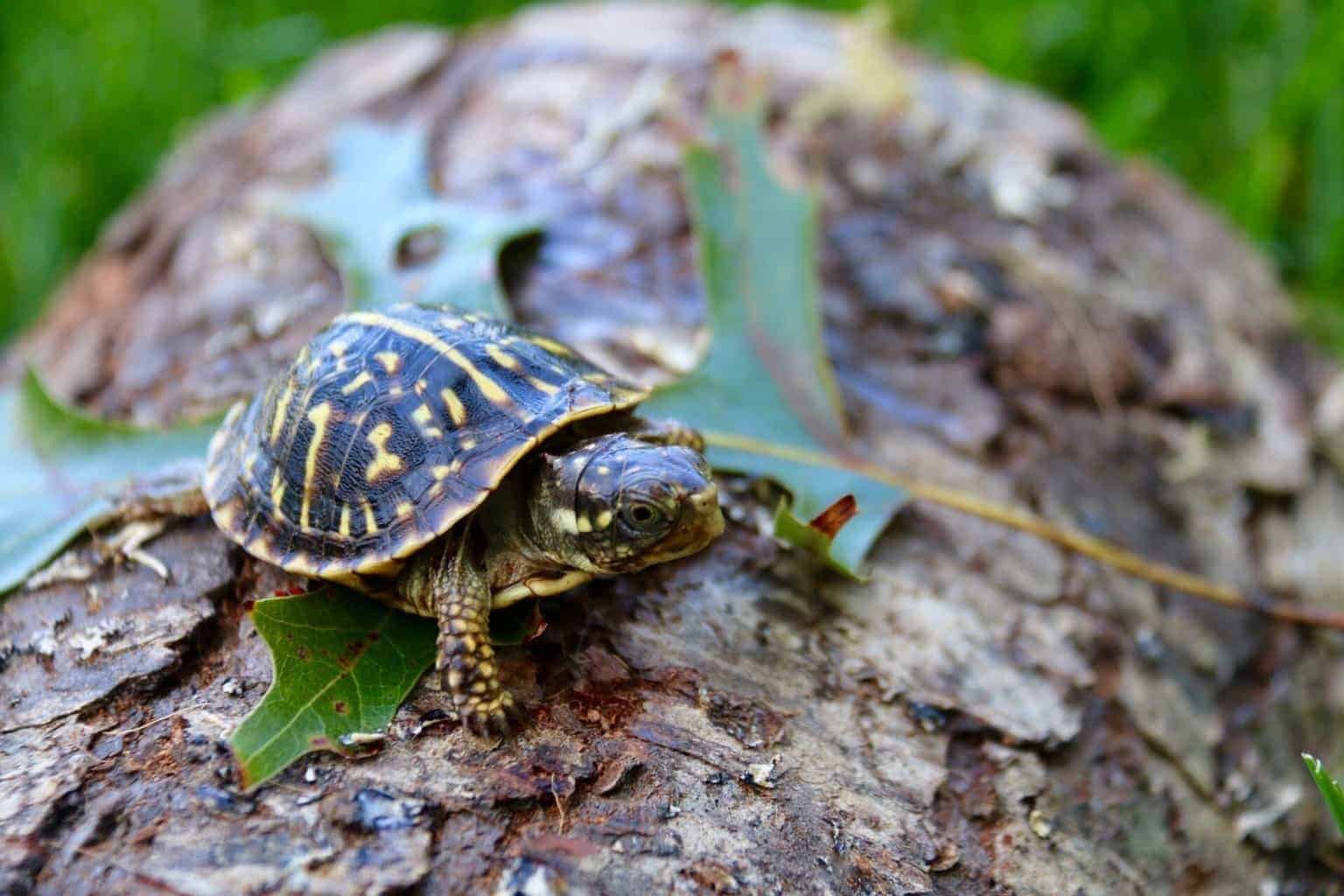 Turtle Buy