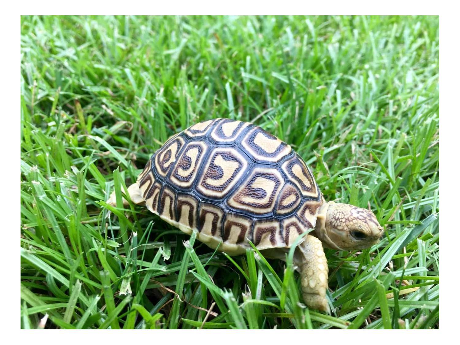 pet tortoise for sale leopard tortoise for sale