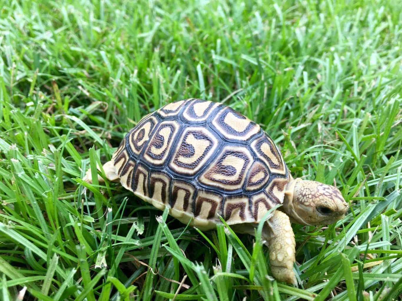 leopard tortoise for sale