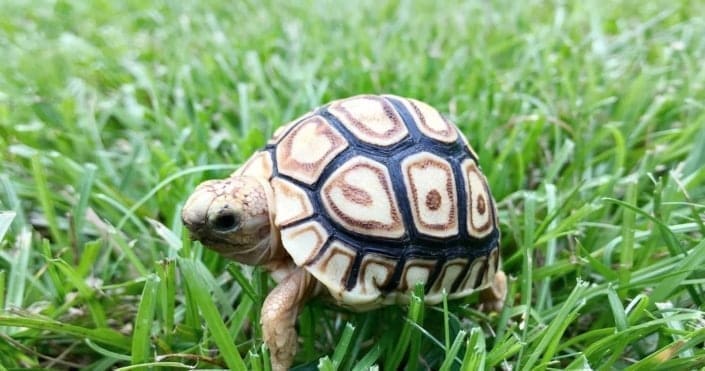 baby-leopard-tortoiseno