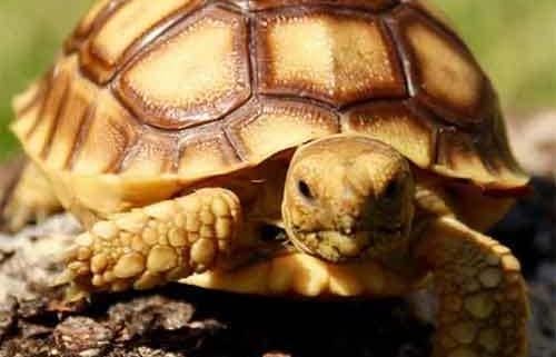 sulcata tortoise for sale