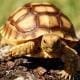 sulcata tortoise for sale