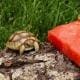 baby tortoise for sale