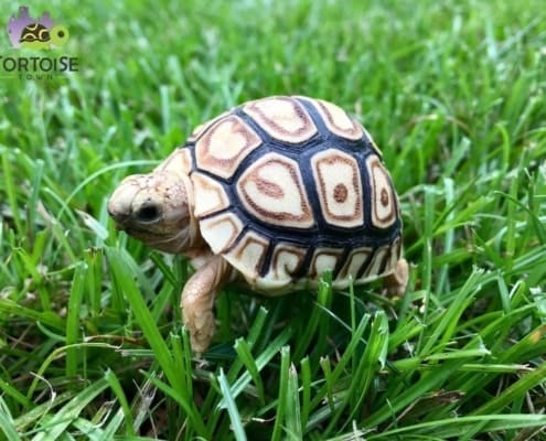 baby leopard tortoise