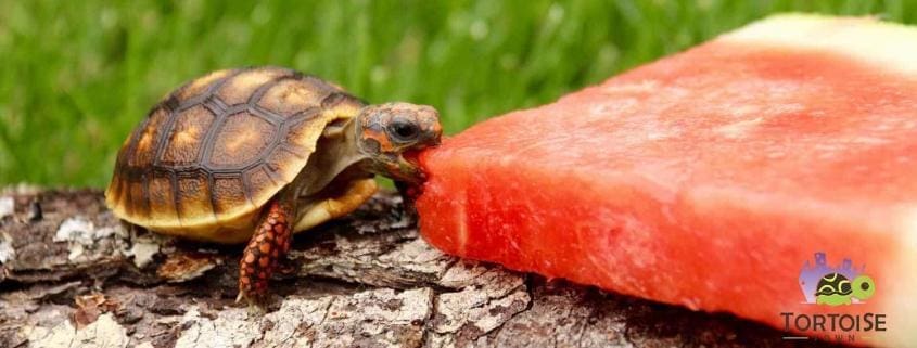 cherry head tortoise for sale