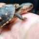 box turtle for sale