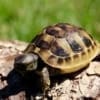 Greek Tortoise for sale