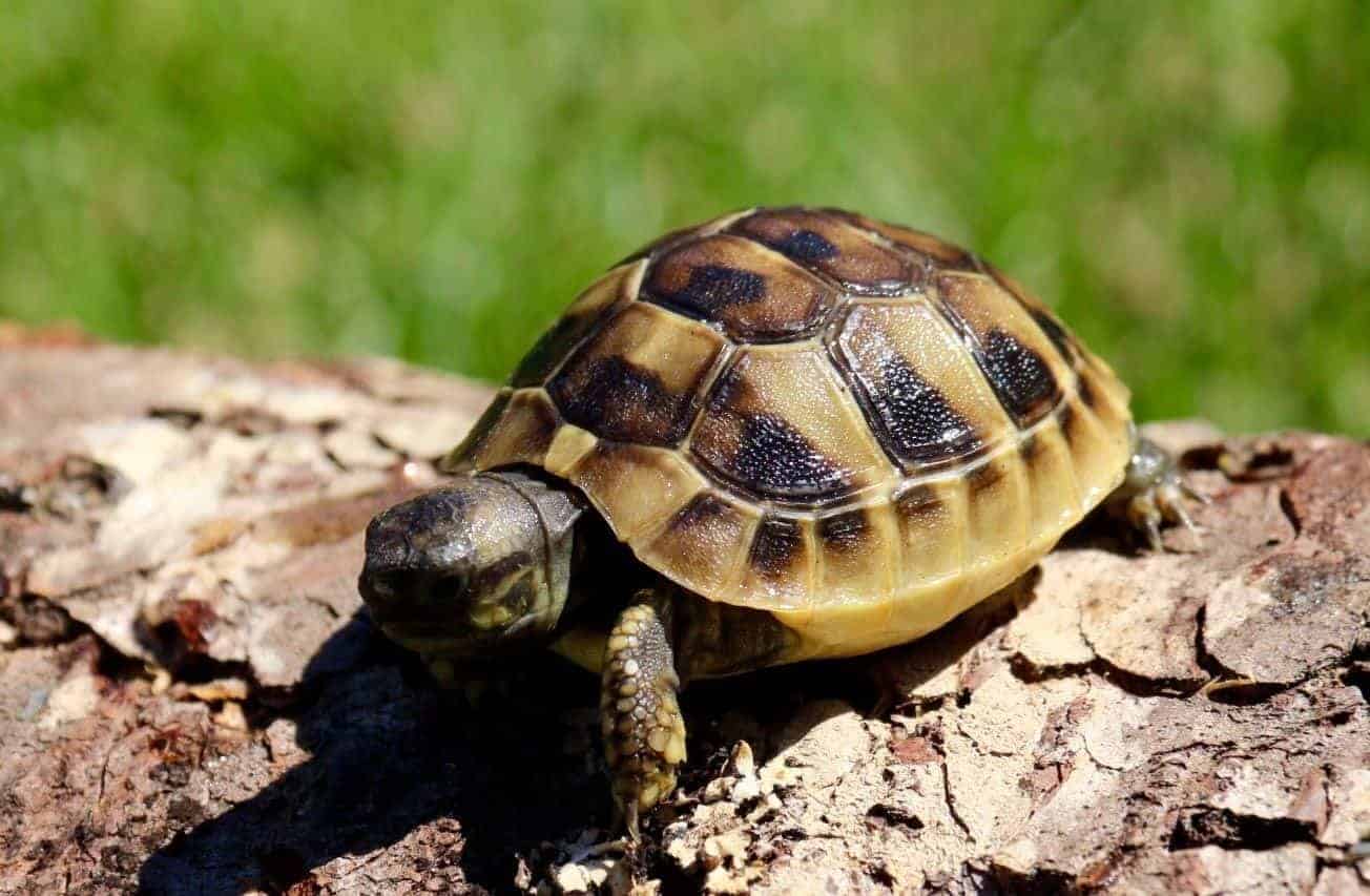 ibera greek tortoise